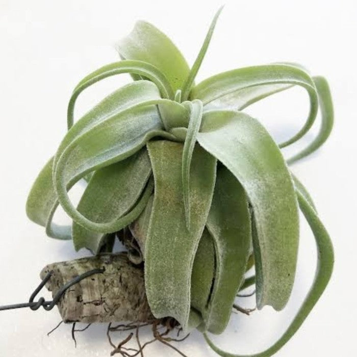 Heirloom Non-GMO Green Tillandsia Streptophylla Seeds for Garden Planting for planting in home garden